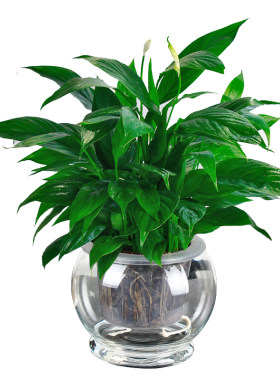 雅乐之舞【白掌】绿植盆栽 水培植物 栀子花发财树绿植花卉盆包邮