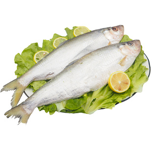 5斤装新鲜海鲜东海海鲜鳓鱼力鱼白鳞鱼快鱼码头生冻速发