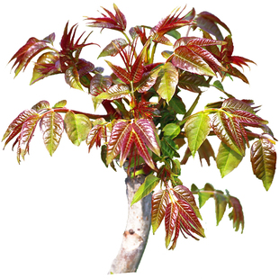 红油香椿芽树苗盆栽当年可食用红绿香椿苗芽苗菜四季室内地栽种植