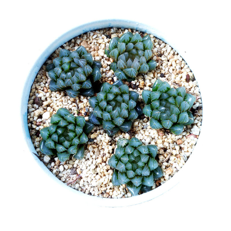 多肉玉露植物盆栽组合姬玉露四季