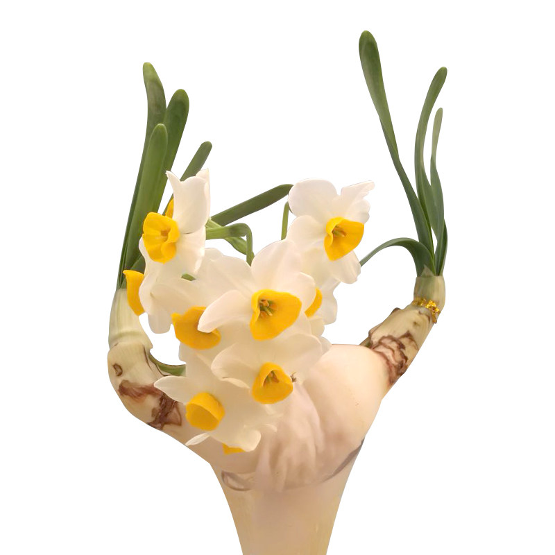 漳州水仙花种球花王级客厅冬季花