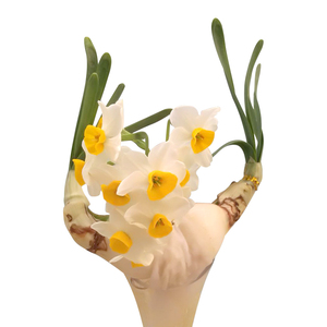 漳州水仙花种球花王级可雕刻冬季水培绿客厅花卉水仙种子现货包邮