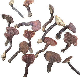 神农架天然小灵芝野生正品红林芝整枝纯野生赤灵芝菌干货泡酒500g