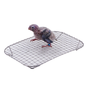 鹦鹉隔粪网底网不锈钢隔粪网雏鸟隔网垫手养BB专用中大型鸟类用品