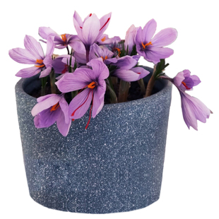 药用藏红花种球盆栽苗番红花食用耐寒花卉西红花苗植物球根