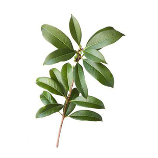 新鲜现采桂花树枝干枝尖叶桂花树皮桂花树根苗茶煮肉风水摆设包邮