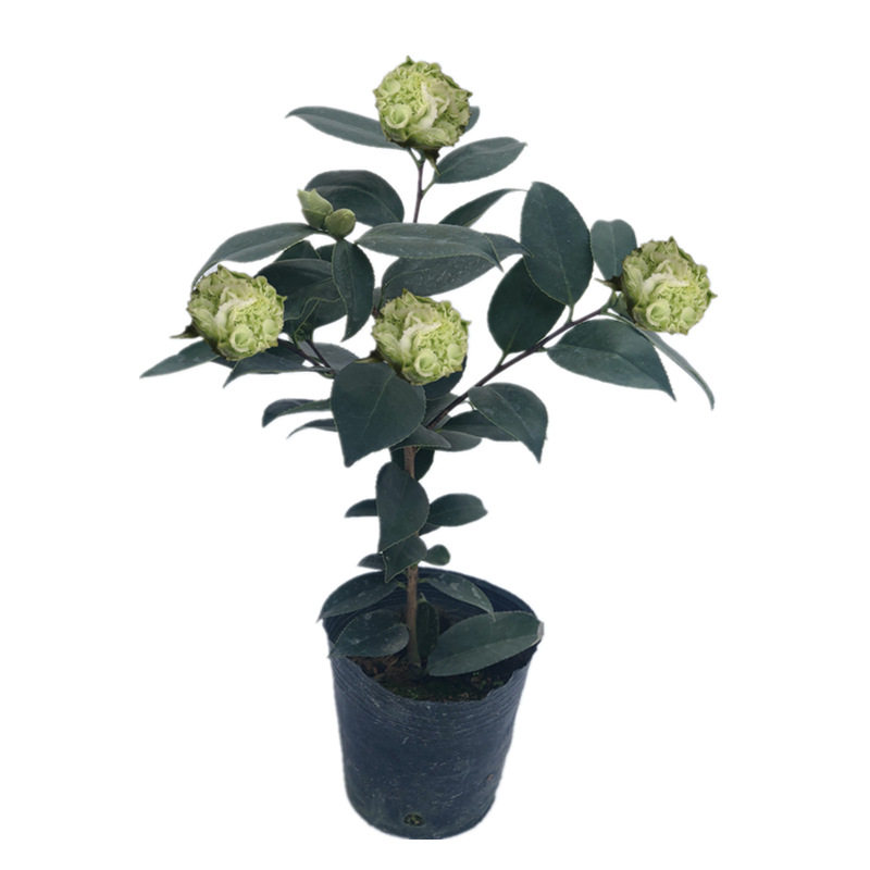 绿可娜茶花绿茶进口稀有品种绿色茶花树苗植物室内外花卉盆栽庭院