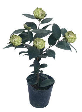 进口稀有品种绿色茶花庭院树苗