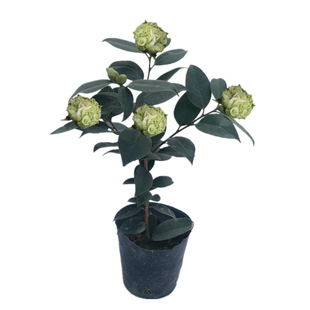 绿可娜茶花绿茶进口稀有品种绿色茶花树苗植物室内外花卉盆栽庭院