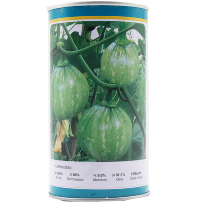 花皮一串铃小南瓜种子嫩食生长快