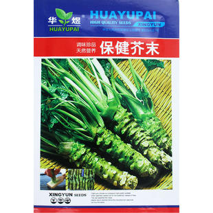 华煜营养芥末种子 阳台盆栽调味蔬菜种籽 四季播绿芥末辣根山葵籽