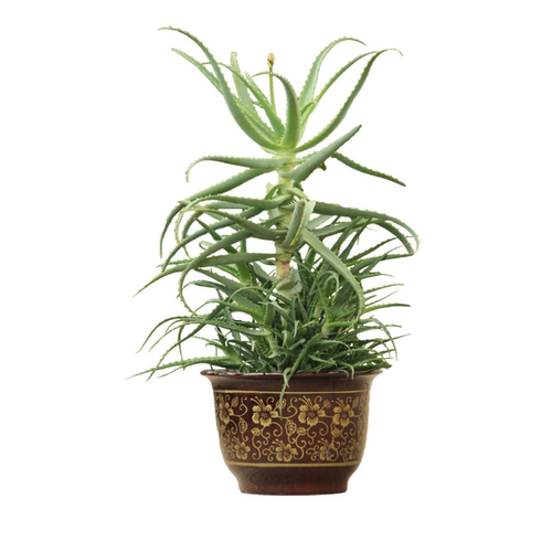 日本木立芦荟植物盆栽 龙爪菊芦荟盆栽龙爪芦荟 食用药用芦荟叶片