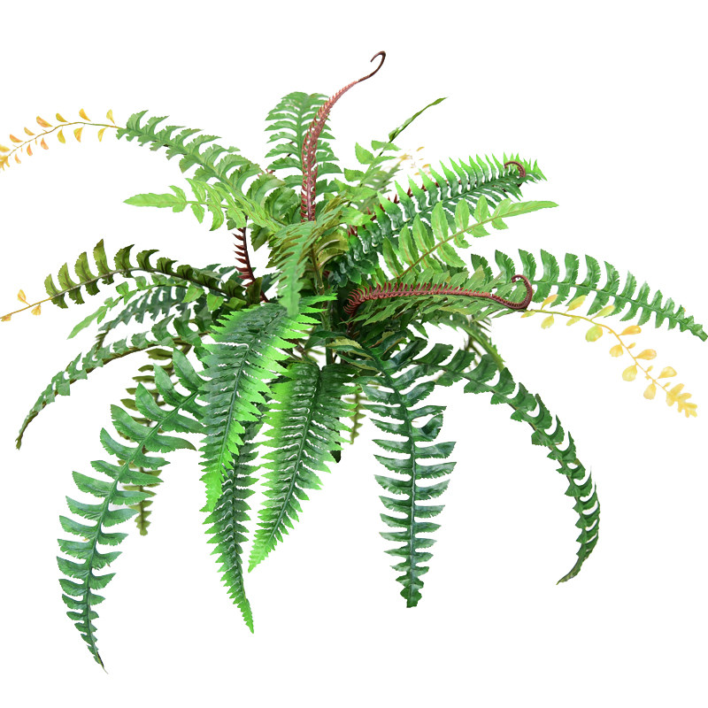太牛了蕨内植物造景效果惊艳