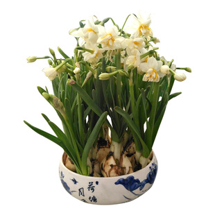 【新手好养重瓣水仙花带盆】漳州水仙花种球冬季复瓣花卉水养球根