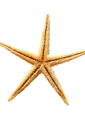 天然小霸王海星贝壳海