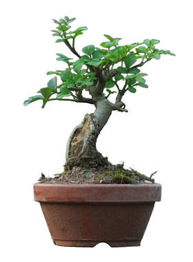千木盆栽对节白蜡微型桌面