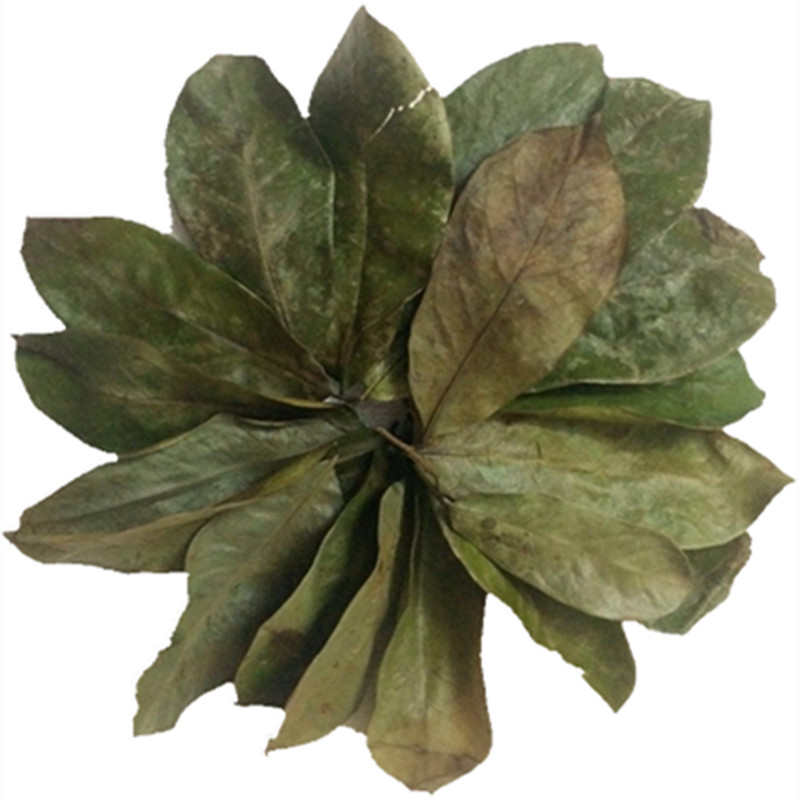 刺果番荔枝干叶子红毛榴莲干叶子茶Graviola释迦茶soursop1斤包邮_虎窝淘