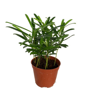 罗汉松盆栽小苗水培土培盆栽小叶雀舌室内好养造型树四季常青绿植