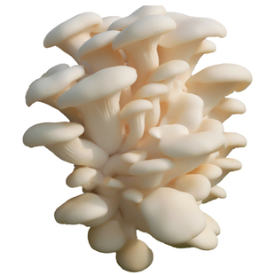 春艺白平菇蘑菇菌包菌棒盆栽食用菌家庭儿童学校蘑菇种植菌包菌种