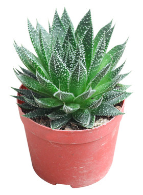 波露多肉植物大棵雪花绿植芦荟
