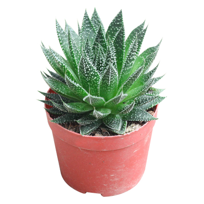 波露多肉植物大棵雪花绿植芦荟