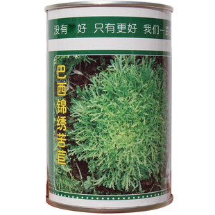 巴西锦绣苦菊 绿细叶苦菊菜种子 碎叶花叶鸟巢苦苣蔬菜四季播