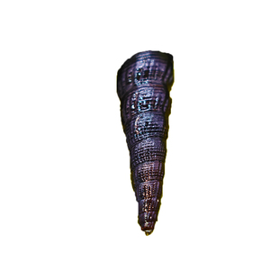 观赏螺斑马螺鲍鱼螺黑金刚螺蜜蜂角螺观赏螺 观赏螺活体观赏螺活