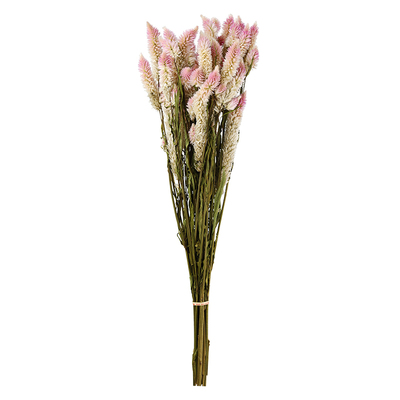 天然多头凤尾粉色干花装饰风干