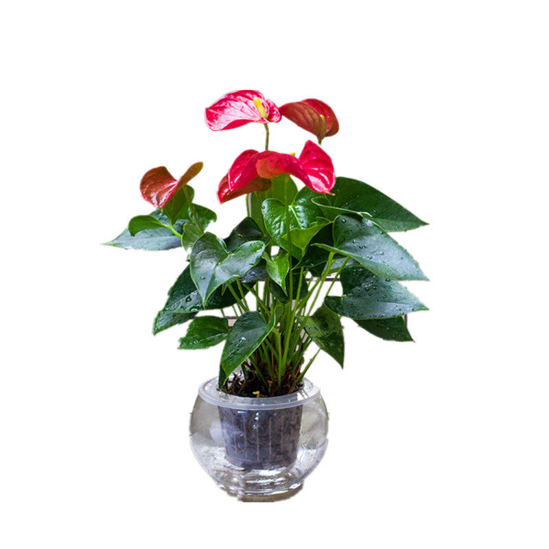盆栽花卉红掌 白掌 粉掌四季开花办公室内绿植 一帆风顺花卉包邮