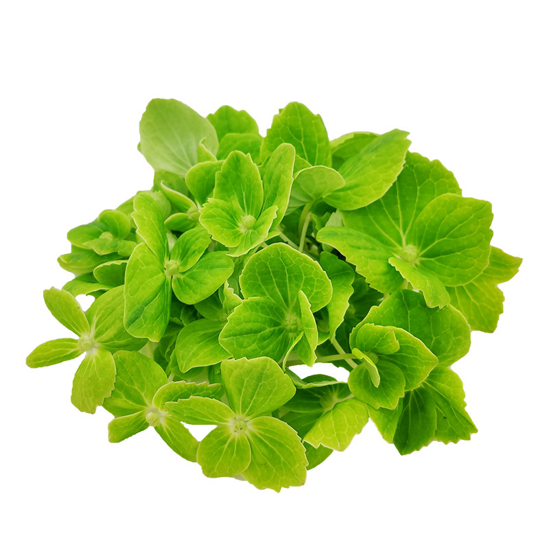 绣球花新鲜 绿色 翠绣球 进口食用花酒店西餐摆菜盘烘培蛋糕装饰