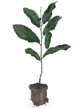 南北方种植矮化高产果实大
