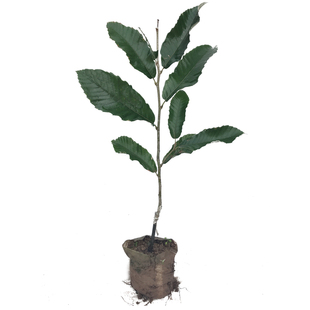 良种嫁接矮化板栗树苗栗子苗大红袍锥栗苗早熟南北方种植带土