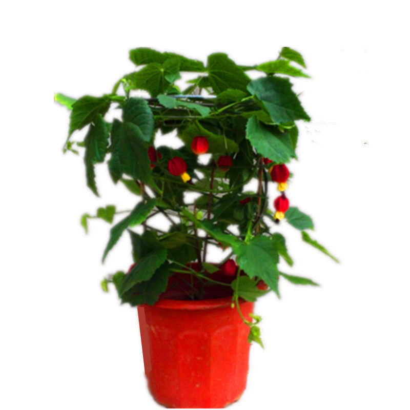 灯笼蔓性风铃花室内花爬藤植物