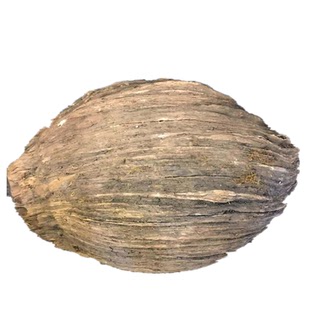 东北新款其他元宝松明子手把件沉化老料北沉香手串全透朽木摆件料