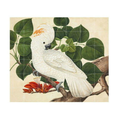 现货 荷兰IXXI Salmon-crested cockatoo美冠鹦鹉装饰画 墙面装饰