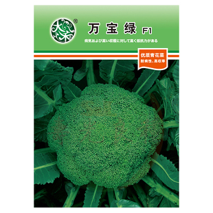 西兰花种子耐寒万宝绿青花菜花椰菜盆栽高产金日本进口莱孑蔬菜籽