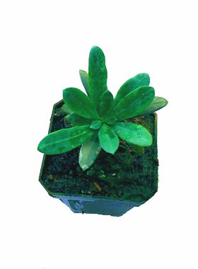 大理罗汉松雌株品质保证绿植盆栽