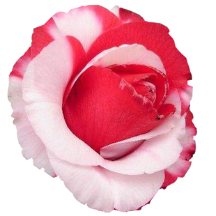 甩卖吉普赛女郎茶花苗扦插盆栽室内外绿植花卉珍贵品种福建发货