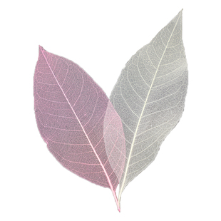 蝉之翼丨天然玉兰树树叶标本叶脉干花书签DIY材料包贴画标签叶子