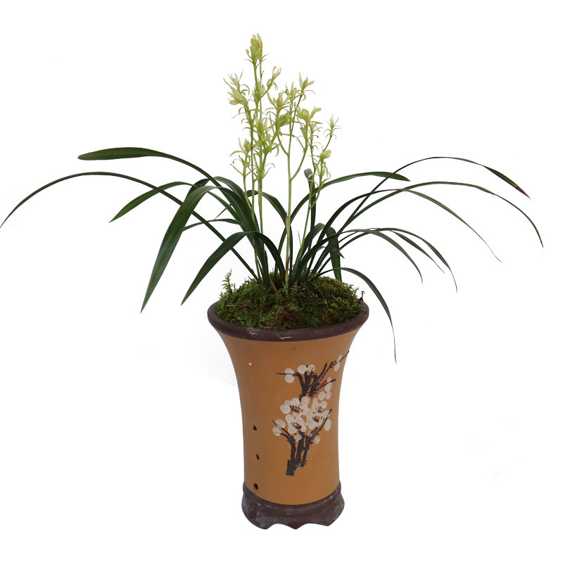 建兰牡丹带花苞盆景苗