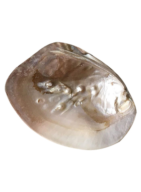 野生天然贝壳饰品摆拍ins风摆拍拍照道具小杂物收纳托盘摆件