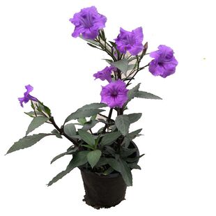 户外阳台耐晒地被四季翠芦莉全年花期水培土种生庭院花坛绿化花卉