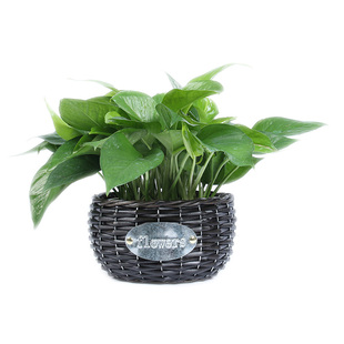 藤编绿萝花盆套北欧草编花盆大号手工编织篮子多肉植物花篮装饰用