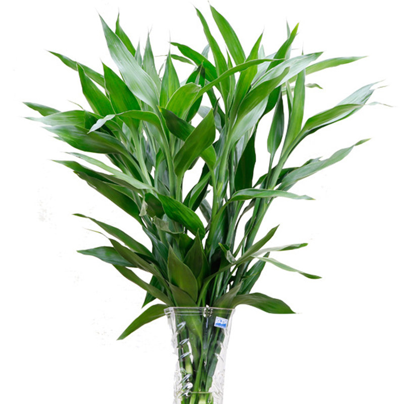 富贵竹植物客厅招财水养水培水竹