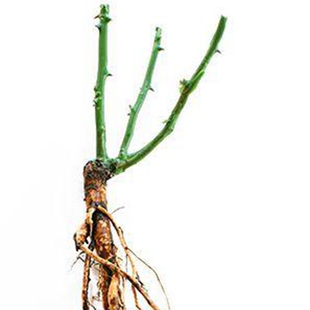 【斯基园艺】金丝雀月季日本黄色微型盆栽经典四季开扦插小中大苗