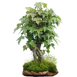 唐枫盆栽微型植物书房茶台办公桌三角枫盆景阳台窗台绿植观叶好养