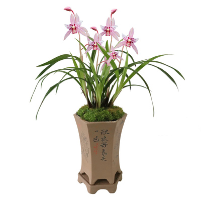 刘阁兰花建兰草本夏秋基地直销