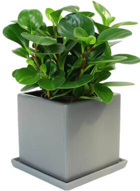 【上海同城】红掌绿植花卉盆栽