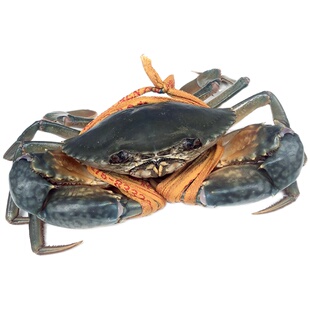 三门青蟹鲜活螃蟹奄仔蟹肉蟹母螃蟹海鲜水产海蟹2斤公蟹膏蟹搭配