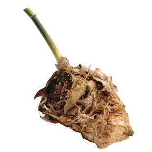 麻竹苗台湾西牛产笋竹甜竹地栽户外大型庭院非楠竹毛竹紫竹青竹苗